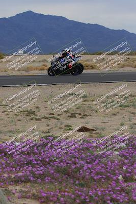 media/Jan-14-2023-SoCal Trackdays (Sat) [[497694156f]]/Turn 14 Exit Bloomig (145pm)/